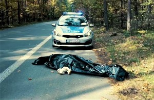 radiowóz przed osobą potrącoą